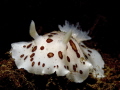 Diaulula odonoghuei found in Puget Sound