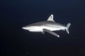 shark time shark time