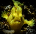 Juvenile yellow frogfish. Anilao  Philippines. Subal ND500  105mm 12.5 diopter.  D Max strobe snoot.