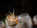 Phyllognathia ceratophthalma Phyllognathia ceratophthalma