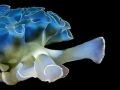Lettuceseaslug on Curacao Lettuceseaslug on Curacao