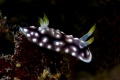 Goniobranchus geometricus nudibranch Goniobranchus geometricus nudibranch