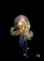 Octopod hunting Mantis shrimp
Bonfire diving Octopod hunting Mantis shrimp
Bonfire diving