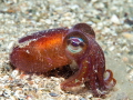 A little squid