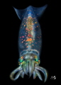 Arrow squid
Bonfire diving Arrow squid
Bonfire diving