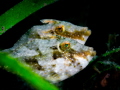 This is a photo of 2 file fish swimming along the grassy coastline of Basak Zamboanguita Philippines. This is one of the newly discovered muck diving area in the Philippines. Different types of frogfish and octopus are spotted in the area. This is a photo of 2 file fish swimming along the grassy coastline of Basak Zamboanguita Philippines. This is one of the newly discovered muck diving area in the Philippines. Different types of frogfish and octopus are spotted in the area.