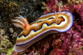Goniobranchus coi Goniobranchus coi