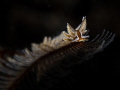 Eubranchus sp. Eubranchus sp.