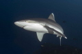 silver tip reef shark