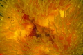 Goldie Locks
The beauty of a sea anemone Goldie Locks
The beauty of a sea anemone