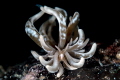 Seaslug Seaslug