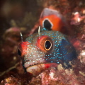 Mexican Goby_El Morro_P.Vallarta_2021
Canon 100mm t1/250 f/13 iso160 Mexican Goby_El Morro_P.Vallarta_2021
Canon 100mm t1/250 f/13 iso160