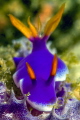 Hypselodoris apolegma Hypselodoris apolegma