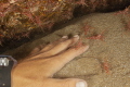 The Manicure
Durban Dancers cleaner shrimps at work The Manicure
Durban Dancers cleaner shrimps at work