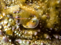 Warty/Yellow Crab - Eriphia verrucosa