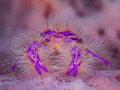 This is an old photo of a hairy squat crab in sponge barrel. Taken back in 2018 for our group's internal competition. Taken in Anilao, Philippines.
