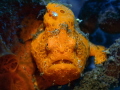 'grumpy' // frogfish hanging between coral.