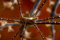 Spider squat lobster (Chirostylus sandyi ) on gorgonian coral