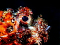 This is a photo of scorpion fish  side view portrait. Taken in Anilao  Philippines.