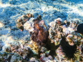 Hi I m coral Hi I m coral