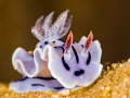 This is a photo of a common nudibranch  chromodoris willani. A very clean looking nudi  one of my favourites. Taken in Anilao  Philippines.