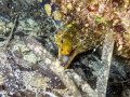 Fangtooth Moray Enchelycore anatina Fangtooth Moray Enchelycore anatina