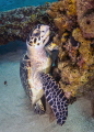 Standing Turtle Standing Turtle