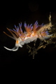 Mediterranean nudibranch_2022
(Canon100mm,t1/250,f/20,iso160)