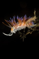 Mediterranean nudibranch_2022
Canon100mm t1/250 f/20 iso160 Mediterranean nudibranch_2022
Canon100mm t1/250 f/20 iso160