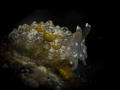 Pleurobranchus forskalii Pleurobranchus forskalii