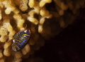 Hunchback amphipod Hunchback amphipod