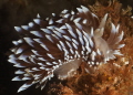 Silvertip Nudibranch grazing on its favourite bryozoan Silvertip Nudibranch grazing on its favourite bryozoan