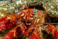 Hermit crab Hermit crab