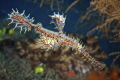 Ornate ghostpipefish.
Zamboanguita, Negros Oriental, Philippines.
Nikon D750, Nikkor 105mm, f/18, 1/125, Easydive Leo3 housing with 2 Ikelite strobes