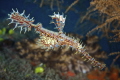 Ornate ghostpipefish.
Zamboanguita Negros Oriental Philippines.
Nikon D750 Nikkor 105mm f/18 1/125 Easydive Leo3 housing with 2 Ikelite strobes Ornate ghostpipefish.
Zamboanguita Negros Oriental Philippines.
Nikon D750 Nikkor 105mm f/18 1/125 Easydive Leo3 housing with 2 Ikelite strobes