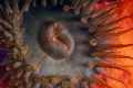 Sun seeking sea-anemone