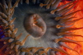 Sun seeking sea anemone Sun seeking sea anemone