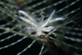 A close encounter with Eubranchus taken in Dauin
A close encounter with Eubranchus taken in Dauin