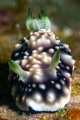 Goniobranchus geometricus Goniobranchus geometricus