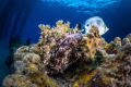 Scorpionfish Scorpionfish