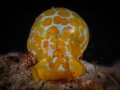 Haminoea sp. Haminoea sp.