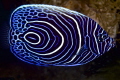 Juvenile Emperor Angelfish.
Dauin Ginama an Negros Oriental.
Nikon D750 Nikor 105mm. ISO 200 f/22 1/125 Ikelite housing 2 Ikelite strobes. Juvenile Emperor Angelfish.
Dauin Ginama an Negros Oriental.
Nikon D750 Nikor 105mm. ISO 200 f/22 1/125 Ikelite housing 2 Ikelite strobes.