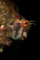 Tessellated blenny_2022
Canon100 t1/250 f/20 iso160 Tessellated blenny_2022
Canon100 t1/250 f/20 iso160