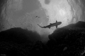 White tip reef shark White tip reef shark