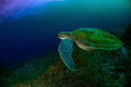 This beautiful sea turtle was taken using a Nikon D200 camera with a fisheye lens. I used a mixture of ambient lighting and strobes to create this image.