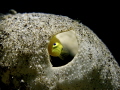 Yellow Pygmy Goby.
Olympus TG5 in Sea Frogs housing, Back Scatter Macro 4300, Back Scatter Optical Snoot.