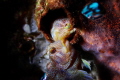 Picture Name : Fighting!!!

Fish : Blenny fish
Dive site : HTMS Chang, Koh Chang, Trad, Thailand

When we dove at HTMS Chang, Koh Chang, Thailand. We happened to find these blenny fish, the one on the bottom tried to drag the other one out by...