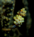 yellow pigmy seahorse