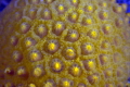 The other planet called sunburst soft coral The other planet called sunburst soft coral