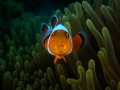 Clown fish with parasite